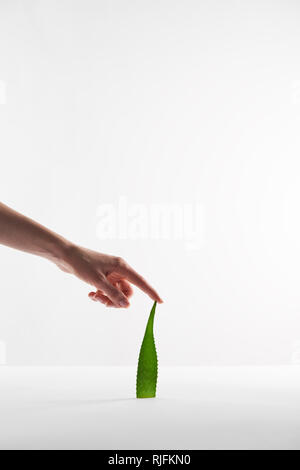 Teilweise mit Blick auf die Frau berühren Aloe Vera Blatt om weißer Hintergrund Stockfoto