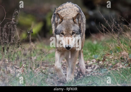 Springe, Deutschland. 05 Feb, 2019. Ein europäischer Wolf (Canis lupus Lupus) streift durch ein Gehäuse mit der Bison Gehäuse. Europäische Wölfe leben auch in der Natur in Niedersachsen. Es sollte ungefähr 20 Wolf Packs werden mit 200 bis 250 Tieren. Credit: Julian Stratenschulte/dpa/Alamy leben Nachrichten Stockfoto