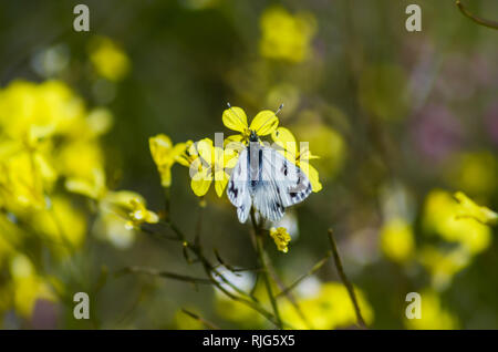 La Mariposa en un Mar de flores Cala San Vicente. Stockfoto