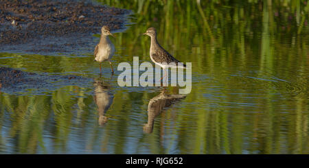 Ein paar gemeinsame Strandläufer waten und Anzeigen in einem kleinen Wasserloch am Rande der Sumpf, Wüste, Lewa Conservancy, Kenia, Afrika Stockfoto