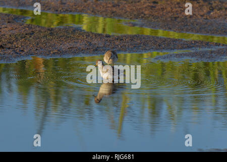 Ein paar gemeinsame Strandläufer waten und Anzeigen in einem kleinen Wasserloch am Rande der Sumpf, Wüste, Lewa Conservancy, Kenia, Afrika Stockfoto