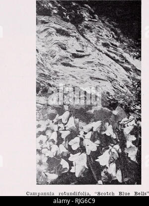 . Katalog und Preisliste. Rock pflanzen Kataloge; Rock gardens Vermont Kataloge; Baumschulen Vermont Kataloge. Heidekraut CALLUNA (Scotch): - Die heathers sind nur gerade beginnen - Ning in Amerika geschätzt zu werden. Es gibt viele Sorten, keine bet-ter als diese unter angeboten. Werk in voller Sonne in einem leichten sandigen Boden gefüllt mit Torf. C. Alportii: - 10 in. Eine seltene Crimson blühenden Heidekraut mit dunkelgrünem Laub $ 1,00 C. vulgaris: - 12. Im August mit lila Blumen bedeckt.... $ 1,00 C. alba vulgaris: - 12. Weiß mit Blüte im August $ 1,00 C. aurea vulgaris: - Laub leuchtend gelb; Blumen mau Stockfoto