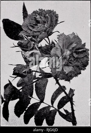 . Katalog und Preisliste. Rock pflanzen Kataloge; Rock gardens Vermont Kataloge; Baumschulen Vermont Kataloge. Eiserne Extra robuste Rosen. Diese sind Kaltes Land Rosen ausgewählt für ihre winterhärte. Sie werden überall wachsen, dass eine Rose wachsen können. Alle wurden gründlich hier im Kindergarten ausprobiert und kann für winterhärte abgehangen werden. Agnes: - eine gelbe Rugosa Hybride mit Ursprung in Kanada. Große, helle gelbe, gefüllte Blüten im Frühling. $ 1,00. Kohl Rose: - Dieses altmodische, große Doppelzimmer rosa Rose ist eine Rose für das kalte Land. 50 Cent. Belle Poitevine: - Große Blüten von laven Stockfoto