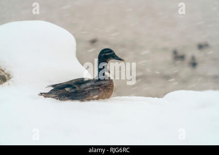 Duck auf einem schneebedeckten Boden im Winter Stockfoto