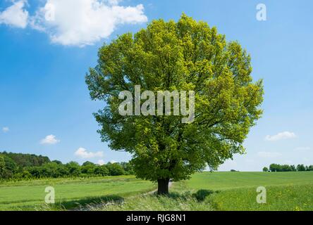 Englisch Eiche (Quercus robur), einsamer Baum, Thüringen, Deutschland Stockfoto