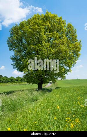 Englisch Eiche (Quercus robur), einsamer Baum, Thüringen, Deutschland Stockfoto