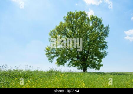 Englisch Eiche (Quercus robur), einsamer Baum, Thüringen, Deutschland Stockfoto