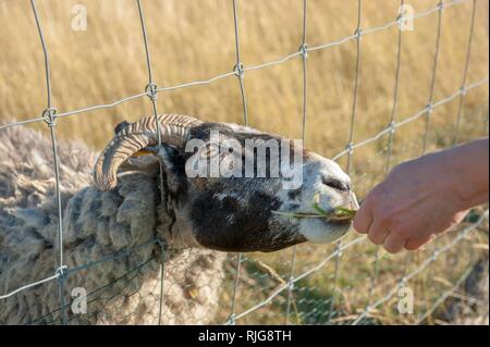 Schaf schauend durch Zaun, Fed, Putgarten, Rügen, Mecklenburg-Vorpommern, Deutschland Stockfoto