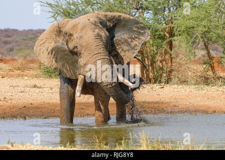 Afrikanischer Elefant (Loxodonta africana), Spritzen mit Wasser, am Wasserloch, Erindi finden, Namibia Stockfoto