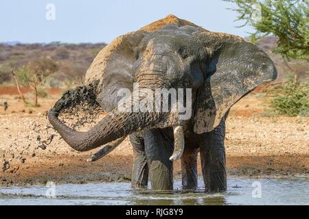 Afrikanischer Elefant (Loxodonta africana), Spritzen mit Wasser, Schlammbad am Wasserloch, Erindi finden, Namibia Stockfoto