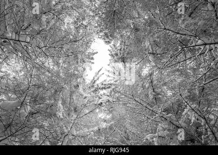 Die schneebedeckten weißen Baumkronen im Wald im Winter, Jauerling natur park Park, Wachau, Niederösterreich, Österreich Stockfoto