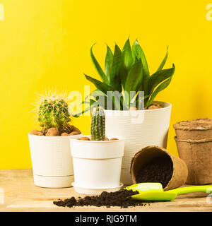 Home pflanzen Kakteen in Töpfen auf einem gelben Hintergrund. Transplantation von Pflanzen. Das Konzept der Feder. Stockfoto