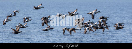 Vögel im Flug Stockfoto