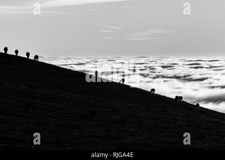 Pferde Silhouetten auf einem Berg über dem Hochnebel Stockfoto