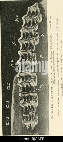 . Katalog der Ungulate Säugetiere im British Museum (Natural History). British Museum (Natural History); Huftiere. EQUIU^. Bitte beachten Sie, dass diese Bilder sind von der gescannten Seite Bilder, die digital für die Lesbarkeit verbessert haben mögen - Färbung und Aussehen dieser Abbildungen können nicht perfekt dem Original ähneln. extrahiert. British Museum (Natural History). Abt. der Zoologie; Lydekker, Richard, 1849-1915. London, Gedruckt im Auftrag des Kuratoriums Stockfoto