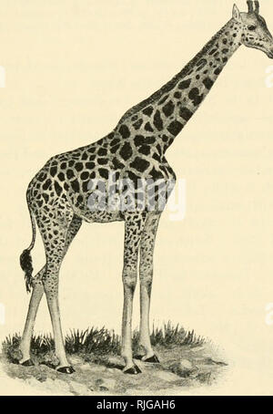 . Katalog der Ungulate Säugetiere im British Museum (Natural History). British Museum (Natural History); Huftiere. GIKAFFID. E 245 Probe wurde nicht eine individuelle Besonderheit, ist von seinem Wiedererscheinen in der kordofan Beispiel in Abb. dargestellt. 42, die in London lebende wurde zwischen 1902 und 1904. * Wenn -"^^. Abb. 42.- Kobdofan Giraffe (Giraffa Camelopardalis antiquoi-um). 13. 6. 1. 1. Haut, Jung, montiert. Von einem Tier in London Zoologische Gärten geboren. rresented Hy die Rowland Ward Treuhänder, 1913. Einige der Sudani Proben unter der Überschrift der vorangegangenen Rennen angehören Stockfoto
