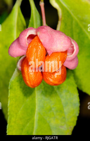 Pink & Orange Beeren der Spindel Baum, Euonymus europaeus Stockfoto