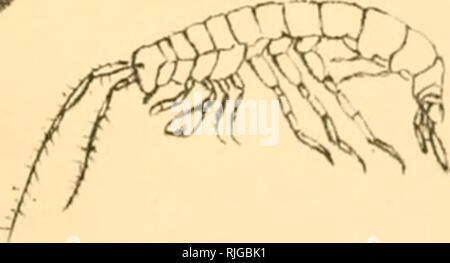 . Katalog der Stiel- und sessile-eyed crustacea von Neuseeland. Crustacea -- Einstufung; Krebstiere - Neuseeland. 8. 6*. Bitte beachten Sie, dass diese Bilder sind von der gescannten Seite Bilder, die digital für die Lesbarkeit verbessert haben mögen - Färbung und Aussehen dieser Abbildungen können nicht perfekt dem Original ähneln. extrahiert. Neuseeland Geological Survey; koloniale Museum (N. Z.); Miers, Edward J. London: E. W. Janson Stockfoto