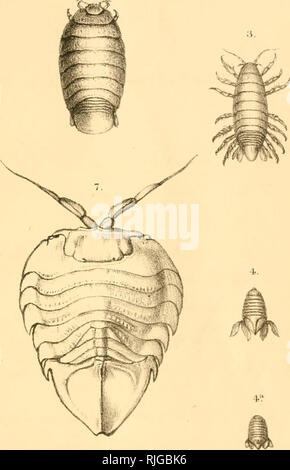 . Katalog der Stiel- und sessile-eyed crustacea von Neuseeland. Crustacea -- Einstufung; Krebstiere - Neuseeland. . Bitte beachten Sie, dass diese Bilder sind von der gescannten Seite Bilder, die digital für die Lesbarkeit verbessert haben mögen - Färbung und Aussehen dieser Abbildungen können nicht perfekt dem Original ähneln. extrahiert. Neuseeland Geological Survey; koloniale Museum (N. Z.); Miers, Edward J. London: E. W. Janson Stockfoto