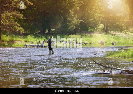 Fischer Fliegenfischen im Fluss der Montana State Stockfoto