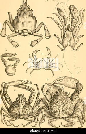 . Katalog der Stiel- und sessile-eyed crustacea von Neuseeland. Crustacea -- Einstufung; Krebstiere - Neuseeland. P1" h1. 1.. V Wilis del ellilK Mlirteni Bri&gt;". Imp. Bitte beachten Sie, dass diese Bilder sind von der gescannten Seite Bilder, die digital für die Lesbarkeit verbessert haben mögen - Färbung und Aussehen dieser Abbildungen können nicht perfekt dem Original ähneln. extrahiert. Neuseeland Geological Survey; koloniale Museum (N. Z.); Miers, Edward J. London: E. W. Janson Stockfoto