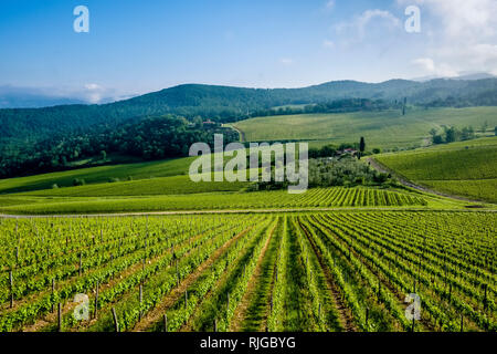 Typische toskanische Landschaft mit Hügeln, Weinbergen und Bäume Stockfoto