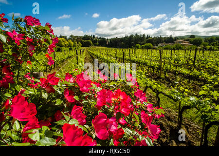 Typische toskanische Landschaft mit Weinbergen, rose Büsche und Bäume Stockfoto