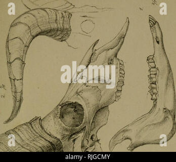 . Katalog von Exemplaren der Mammalia in der Sammlung des British Museum. Säugetiere. . Bitte beachten Sie, dass diese Bilder sind von der gescannten Seite Bilder, die digital für die Lesbarkeit verbessert haben mögen - Färbung und Aussehen dieser Abbildungen können nicht perfekt dem Original ähneln. extrahiert. British Museum (Natural History). Abt. der Zoologie; Gray, John Edward, 1800-1875. London, Gedruckt im Auftrag des Kuratoriums Stockfoto