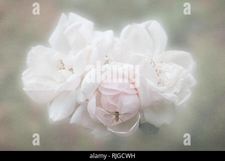 Rosen mit Biene in Ansatz romantische Stockfoto