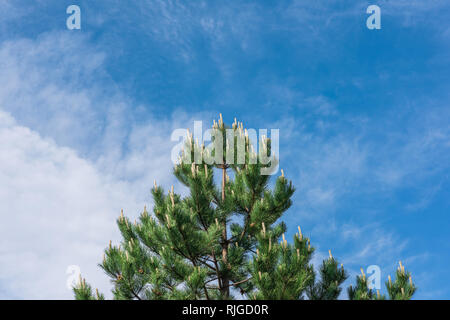 Majestic Pine Tree mit männlichen Pollen - die Kegel im frühen Frühling mit blauen bewölkten Himmel im Hintergrund Stockfoto