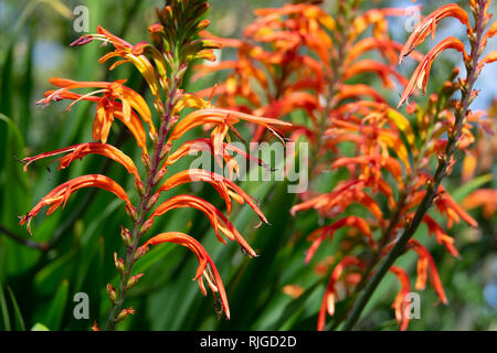 Crocosmia (Montbretia) Pflanze in Blüte mit orangen Blüten Stockfoto