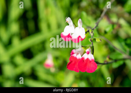 Lippenstift Salbei (Salvia sonomensis) weiss und rosa Blumen auf grünem verschwommenen Hintergrund mit Kopie Raum Stockfoto