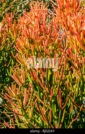 Roter Stift Baum (Euphorbia Tirucalli) Leuchtend orange Koralle - wie Blätter - closeup Hintergrundbild, vertikale Ausrichtung Stockfoto