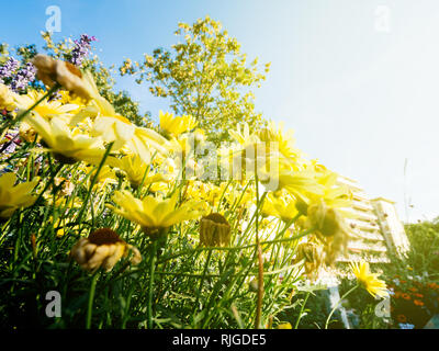 Lebendige Vielfalt in der Blüte Gelb Sommer Blumen pflanzen Weitwinkelobjektiv mit großen Apartment Komplex im Hintergrund Stockfoto