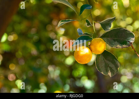 Orange calamondin Obst auf einem Baum an einem sonnigen Tag - closeup Bild Stockfoto