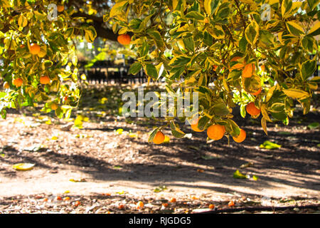 Calamondin Orangen wachsen auf Ästen in der Nähe der Boden an einem sonnigen Tag Stockfoto
