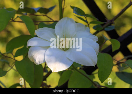 Blütenknospen von weißen Clematis im Frühling Garten. Bush der weißen Clematis. Stockfoto