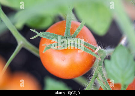 Rote Tomaten in einem Garten detail Shot Stockfoto