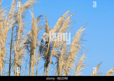 Pampas Gras (cortaderia Selloana) im Winter in Großbritannien, gegen den blauen Himmel. Stockfoto