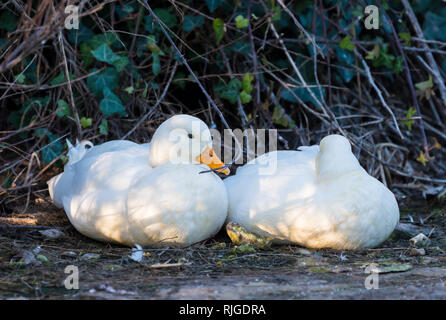 Paar domestizierte Drake weiß Call Enten (Anas Platyrhynchos), aka Coy Enten & Lockenten, ruht auf Land im Winter in West Sussex, UK. Stockfoto