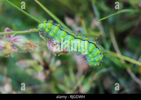 Einzige grüne Raupe der Nacht Schmetterling Saturnia in Serbien (Kosovo) Stockfoto