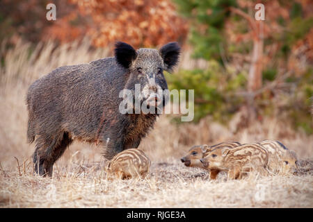 Wildschwein Familie in der Natur mit der Leistungsbeschreibung und der Kleine abgestreift Ferkel. Stockfoto