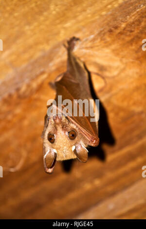 Der Wahlberg Epauletted Obst Bat ist einer der kleineren mambers Der macrochiroptera Familie und bietet saisonale Bewegungen über große Teile von Ostern Stockfoto