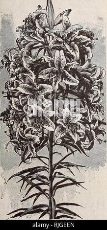 . Katalog von Scott's Rosen und anderen Blumen. Baumschulen (Gartenbau) Pennsylvania Philadelphia Kataloge Kataloge; Pflanzen, Zierpflanzen, Rosen, Blumen, Setzlinge Kataloge Kataloge. t^^T OBHt SCOTT St SOfi, PjlIIiflDHIiPKlR, Pf^ - 33 Lilium auratum. Die Goldenen = gebändert Lily von Japan. Dieser ist zu Recht auf den Namen häufig gegeben ist, - die Königin der Lilien - wie es eindeutig der schönste aller Lilien berechtigt. Die riesigen Blüten - Messen fast ein Fuß in der Breite voll ausgebaut - sind in der grössten Fülle hergestellt und Deli^ eiously duftend. In der Schönheit der Farbe und Abzeichen Es surpas Stockfoto