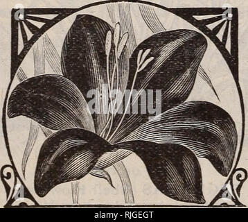 . Katalog von Scott's Rosen und anderen Blumen. Baumschulen (Gartenbau) Pennsylvania Philadelphia Kataloge Kataloge; Pflanzen, Zierpflanzen, Rosen, Blumen, Setzlinge Kataloge Kataloge. Die SPIDER LILY. Die SPIDER LILY. (Pancratium Caribbaeum.) eine Lampe von einfachsten Kultur, die frei produziert Clus- tern von großen irhite Blumen der herrlichen Duft. Sie können in den Töpfen angebaut werden, in einem guten, fruchtbaren Boden und blooin Gut im Haus oder Wintergarten. Wenn Sie im Sommer gepflanzt, sie müssen im Herbst getroffen werden, vergossen, und wenig oder kein Wasser bis zur nächsten Saison, wenn die Birne wird ha gegeben Stockfoto