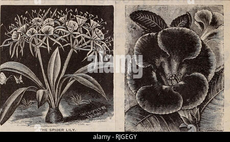. Katalog von Scott's Rosen und anderen Blumen. Baumschulen (Gartenbau) Pennsylvania Philadelphia Kataloge Kataloge; Pflanzen, Zierpflanzen, Rosen, Blumen, Setzlinge Kataloge Kataloge. 30 HOBEHT SCOTT 6 t SOfi " PH^ liRt> B. liPfLlR, PR.. Die SPIDER LILY. Die SPIDER LILY. (Pancratium Caribbaeum.) eine Lampe von einfachsten Kultur, die frei produziert Clus- tern von großen irhite Blumen der herrlichen Duft. Sie können in den Töpfen angebaut werden, in einem guten, fruchtbaren Boden und blooin Gut im Haus oder Wintergarten. Wenn Sie im Sommer gepflanzt, sie müssen im Herbst getroffen werden, vergossen, und wenig oder keine ... Stockfoto
