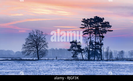 Szene Winter, verschneite Feuchtgebiet und schön geformte Bäume bei Tagesanbruch, Turnhoutse Vennen, Flandern, Belgien. Stockfoto