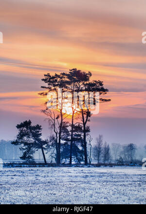 Szene Winter, verschneite Feuchtgebiet und schön geformte Bäume bei Tagesanbruch, Turnhoutse Vennen, Flandern, Belgien. Stockfoto