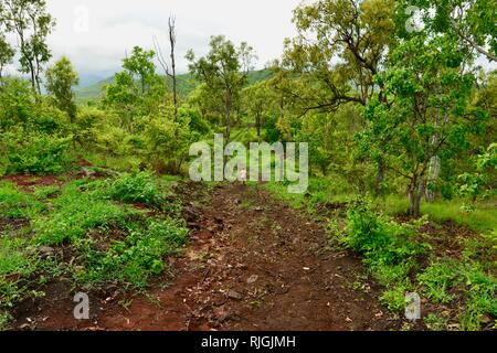 Kleines Kind wandern in der Ferne auf eine unbefestigte Straße durch einen Wald, Moongun Wanderweg am Elliot Federn, Townsville, Queensland, Australien Stockfoto