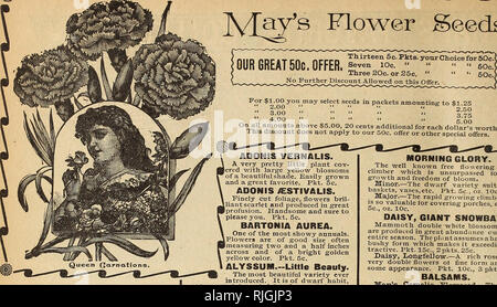 . Katalog der Samen, Pflanzen, Lampen &Amp; Früchte. Baumschulen (Gartenbau) Minnesota Kataloge; Pflanzen, Zierpflanzen Kataloge Kataloge; Obst; Gemüse; Blumen Kataloge Kataloge. Blumen Samen. CALENDULA, Königin von Trianon. Die größte Neuheit in der Weise von calen-dulas eirer introdut - ed. Es wächst schnell, und die Blumen sind in großer Fülle alle durch den Sommer Monaten produziert. Es ist der Zwerg Gewohnheit, immer nur 12 oder 15 Zoll hoch. Blumen groß, ein helles Gelb mit dunklem Kastanienbraun. Eine herrliche Anlage entweder für Topf oder eine Grenze. Pkt. 10 C., 3 pkts. 25C. CALENDULA METEOR. Eine charmante Stockfoto
